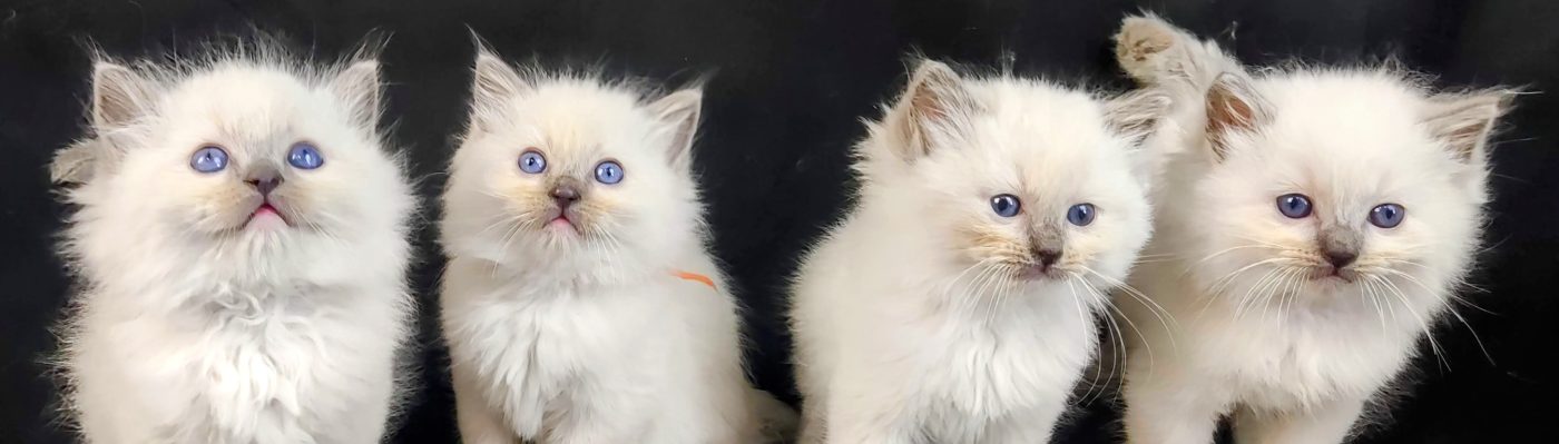 La chatterie de Risy